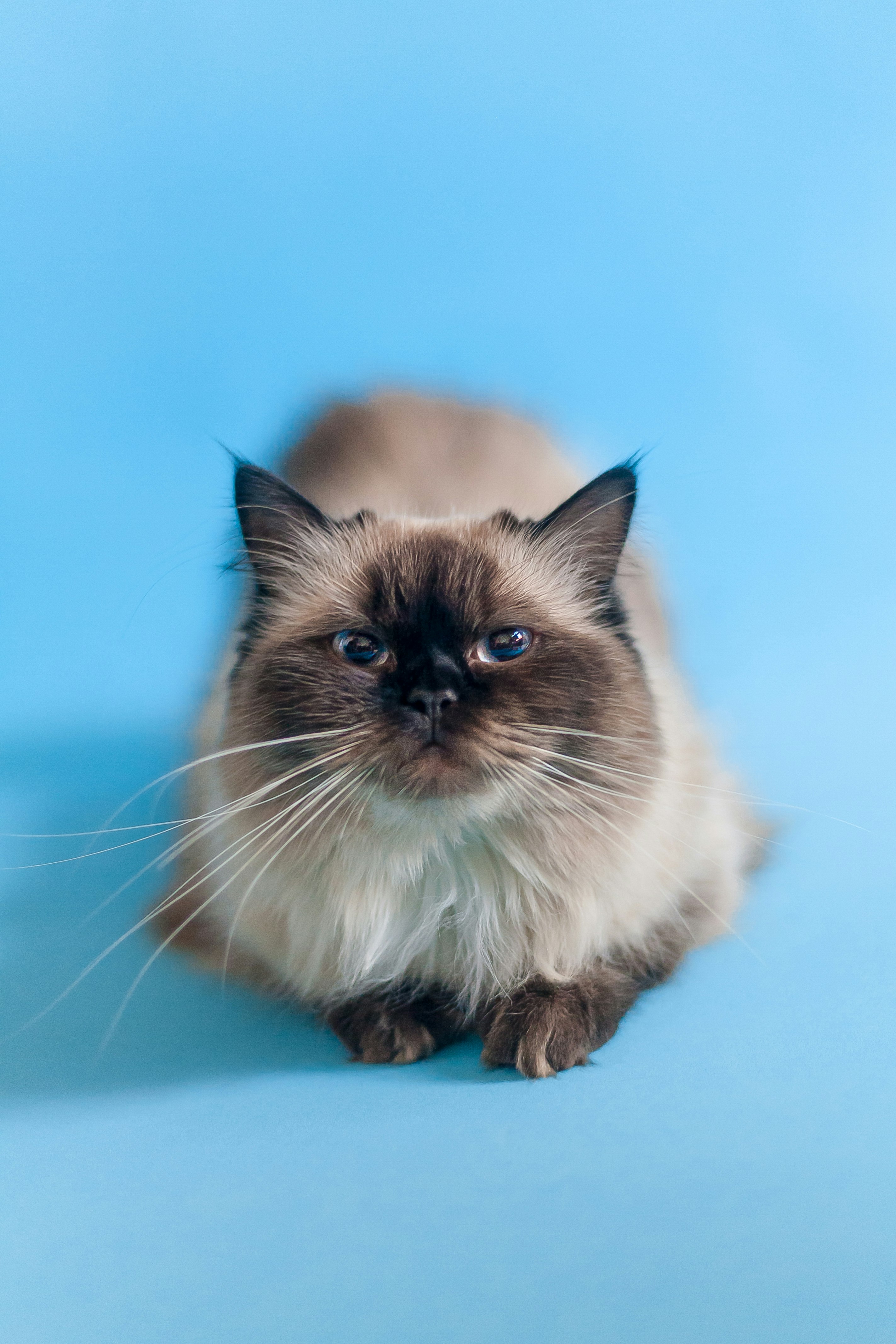 white and black long fur cat